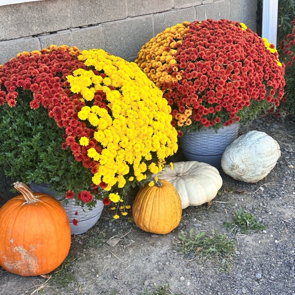 Meet your Posher, Susane - Picture 11 of 17